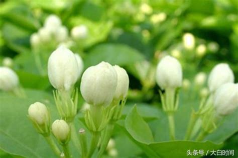 茉莉花怎麼種|茉莉花種植，步驟詳細，方法簡單，小白也會養